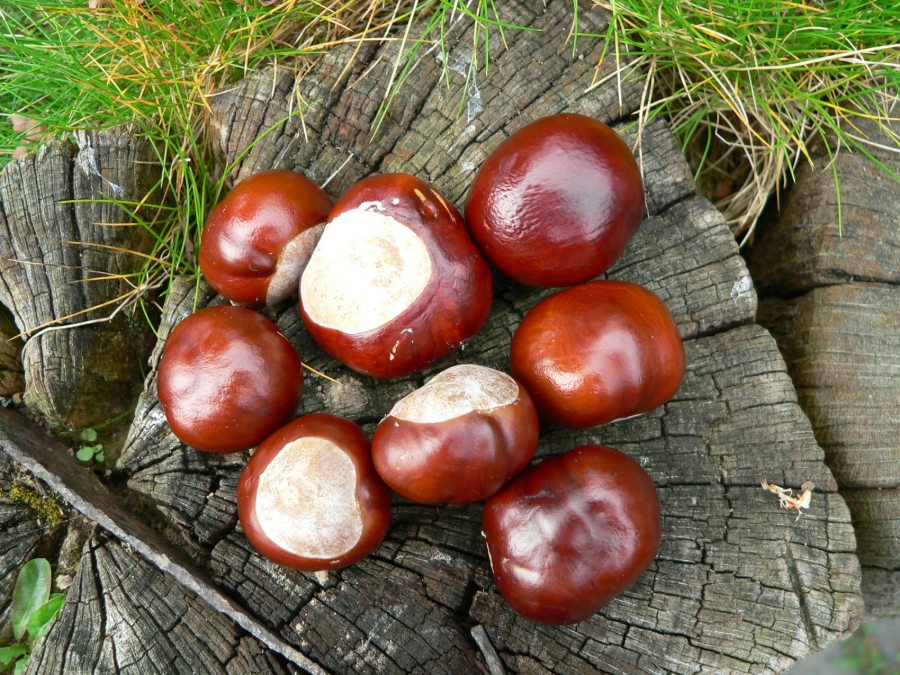 Rosskastanien_Blumberger